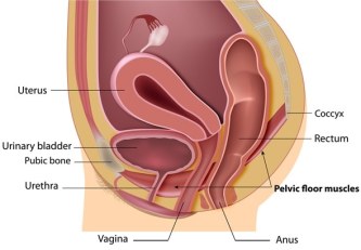 pelvic floor